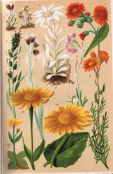 Plantas alpinas, ilustración de 